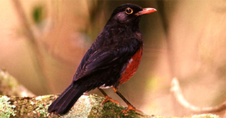 La Selle Thrush by Eladio Fernandez